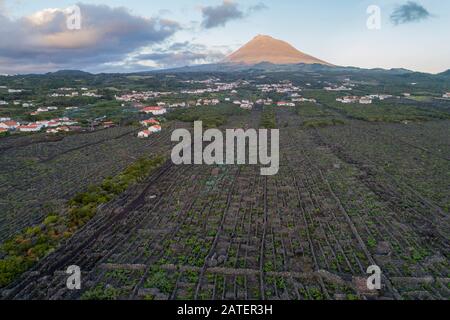 Luftbild des Weinguts auf Pico Island mit Vulkan Pico im Backgraund, Pico Island, Acores Stockfoto