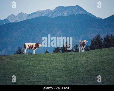 Zwei Kühe in alpiner Landschaft auf einer grünen Wiese im Morgengrauen Stockfoto