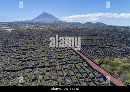 Luftbild des Weinguts auf Pico Island mit Vulkan Pico im Backgraund, Pico Island, Acores Stockfoto