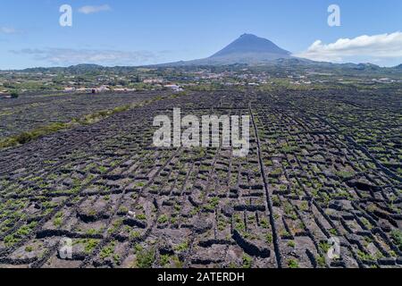 Luftbild des Weinguts auf Pico Island mit Vulkan Pico im Backgraund, Acores Stockfoto