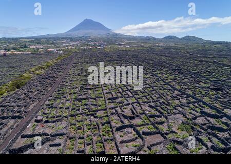 Luftbild des Weinguts auf Pico Island mit Vulkan Pico im Backgraund, Acores Stockfoto