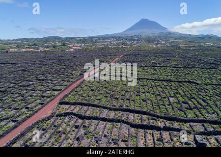 Luftbild des Weinguts auf Pico Island mit Vulkan Pico im Backgraund, Pico Island, Acores Stockfoto