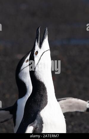 Kinnbagpinguine interagieren und lautstark an einem Strand in Deception Island, South Shetland Islands, Antarktis Stockfoto