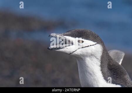 Kinnbagpinguine interagieren und lautstark an einem Strand in Deception Island, South Shetland Islands, Antarktis Stockfoto