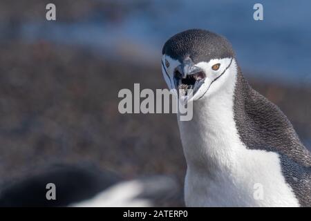 Kinnbagpinguine interagieren und lautstark an einem Strand in Deception Island, South Shetland Islands, Antarktis Stockfoto