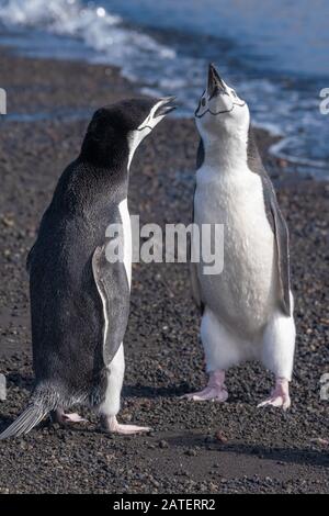 Kinnbagpinguine interagieren und lautstark an einem Strand in Deception Island, South Shetland Islands, Antarktis Stockfoto