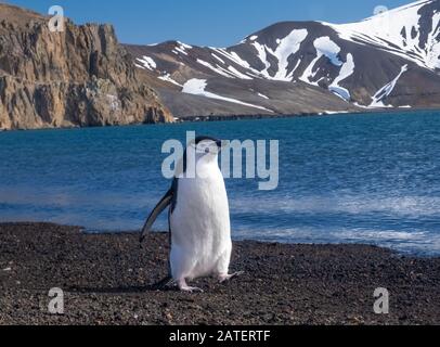 Kinnbagpinguine interagieren und lautstark an einem Strand in Deception Island, South Shetland Islands, Antarktis Stockfoto