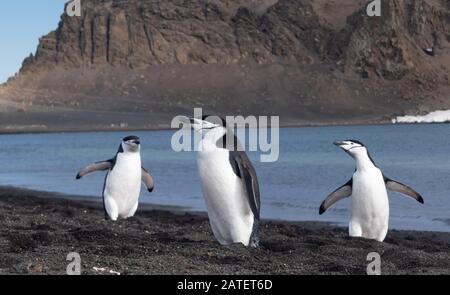 Kinnbagpinguine interagieren und lautstark an einem Strand in Deception Island, South Shetland Islands, Antarktis Stockfoto