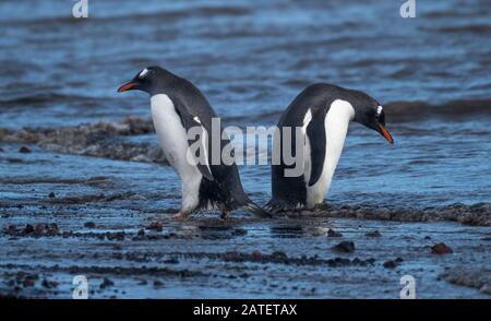 Gentoo-Pinguine interagieren und lautstark an einem Strand in Deception Island, South Shetland Islands, Antarktis Stockfoto