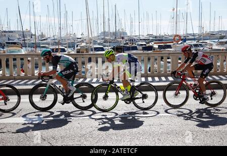 Palma De Mallorca, Spanien. Februar 2020. Die Radfahrer im Hauptpeloton fahren am vierten und letzten Tag der Mallorca Challenge am Hafen vorbei, einer Serie von Eintagesrennen vom 30.01.-02.02.2020. Credit: Clara Margais / dpa / Alamy Live News Stockfoto