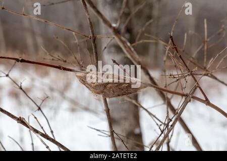 Cecropia cococoon (Hyalophora cecropia), gesponnen an Baumgliedmaßen, Winter, E USA, von James D Coppinger/Dembinsky Photo Assoc Stockfoto