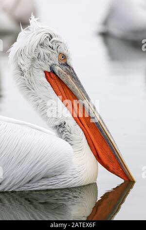 Krauskopfpelikan im Winter bei Kerkini (Pelecanus crispus) Stockfoto