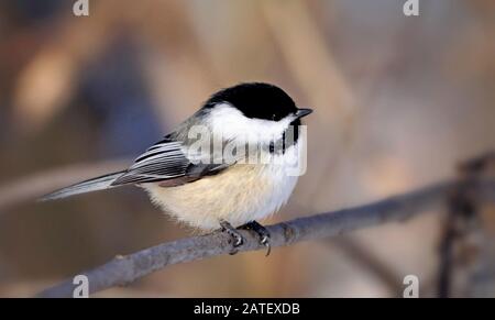 Nahaufnahme eines niedlichen schwarzen -capped Kichererbsenvogels auf einem Ast thront Stockfoto