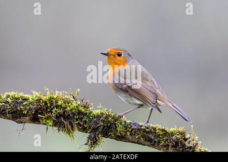 Robin Redbreast in Mittelwales Stockfoto