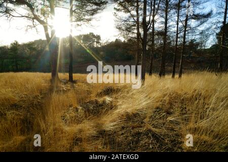 Sonneneinbruch durch Pine Trees am Ashdown Forest. Stockfoto