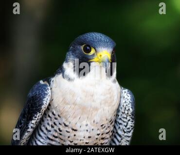 Nahaufnahme eines perfekten Wanderfalken Stockfoto