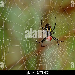 Lebensmittelkette: Die Spinne, die den Marienkübel im Netz auf einem schönen Herbstfarben bockehem Hintergrund aß Stockfoto