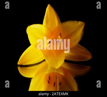 Tolle Nahaufnahme einer leuchtenden gelben Lilie auf einem Spiegel auf schwarzem Hintergrund Stockfoto