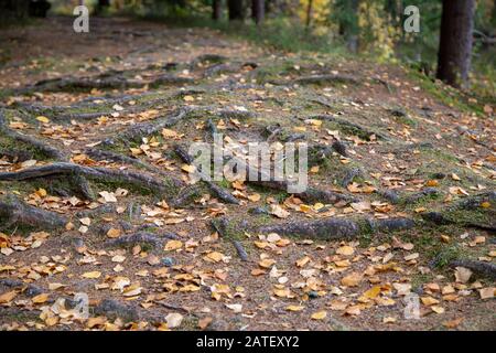 Ein Waldweg in der Nähe der kleinen Stadt Schöneck mit vielen Wurzeln im Herbst. Stockfoto