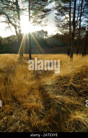 Sonneneinbruch durch Pine Trees am Ashdown Forest. Stockfoto