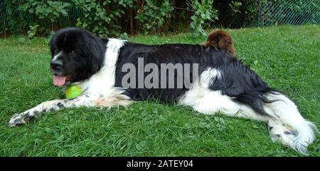 Erwachsener neufundländer Landseerundhund und ein brauner neufundländer Welpe, die sich dahinter verstecken Stockfoto