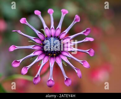 Nahaufnahme der rosafarbenen Spinne osteospermum Blume auf einem wunderbaren bunten Bokeh-Hintergrund Stockfoto