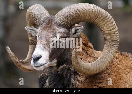 Nahaufnahme eines großen Horn-Stößels im Vollformat Stockfoto