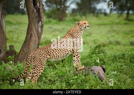 Beobachten Sie Gepard auf einer Filiale, Acinonyx jubatus, im Serengeti-Nationalpark, Acinonyx jubatus, UNESCO-Weltkulturerbe, Tansania, Afrika Stockfoto