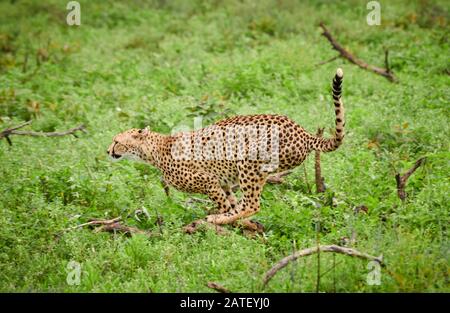 Laufen Gepard, Acinonyx jubatus, im Serengeti-Nationalpark, Acinonyx jubatus, UNESCO-Weltkulturerbe, Tansania, Afrika Stockfoto