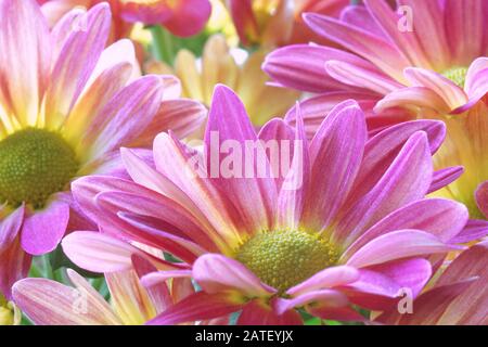 Schöne Nahaufnahme von pinkfarbenem und gelbem Chrysanthemum Vollbild Stockfoto