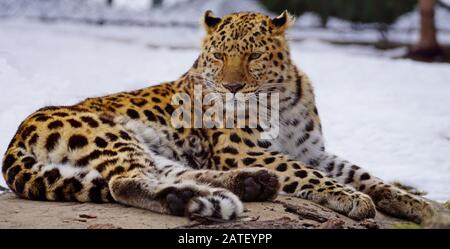 Nahaufnahme eines Isolierten Leoparden im Winter auf einem Felsen Stockfoto