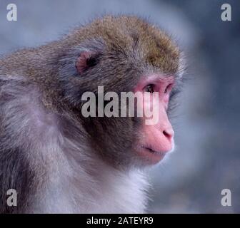 Nahaufnahme des Profils eines fernblickenden japanischen Makakenaffen Stockfoto