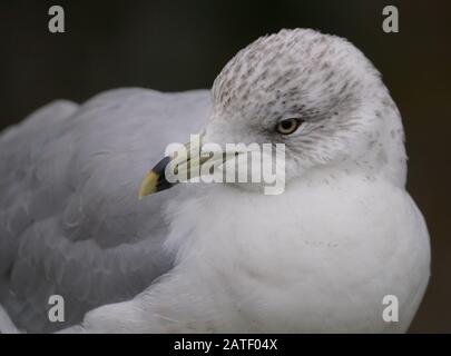 Extreme Nahaufnahme der Möwe, die nach links blickt Stockfoto