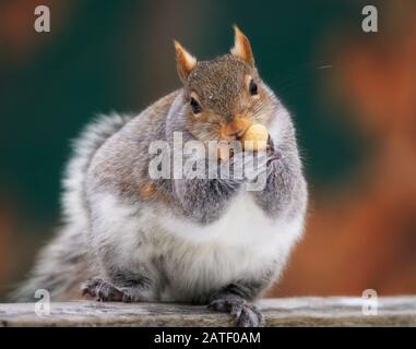 Ein süßes Gleithörnchen, das zwei Erdnüsse im Mund hält Stockfoto