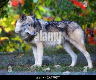 Schöner Wolf im Wald im Herbst hinter sich Stockfoto