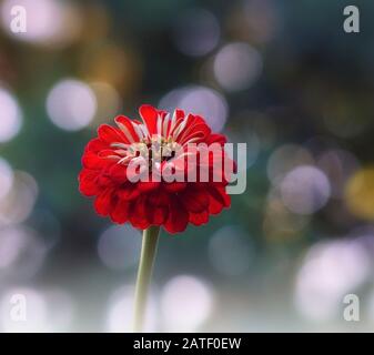 Nahaufnahme einer schönen roten zinnia-blume im leuchtenden Bokeh-Hintergrund Stockfoto