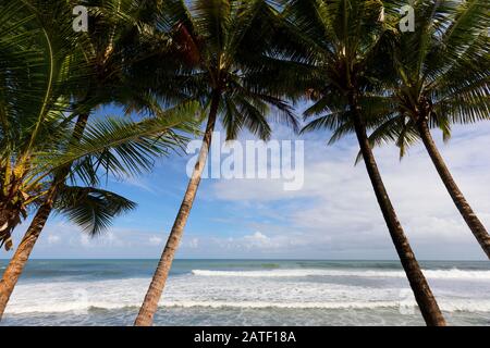 Palmen verlassen tropischen Strand, Grand Riviere, Trinidad und Tobago Stockfoto