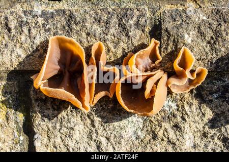 Nahaufnahme eines Anhäufungskeizens ähnlich wie Gelee Ohrenpilze Auricularia auricula-juden, der aus einer Wand wächst Stockfoto