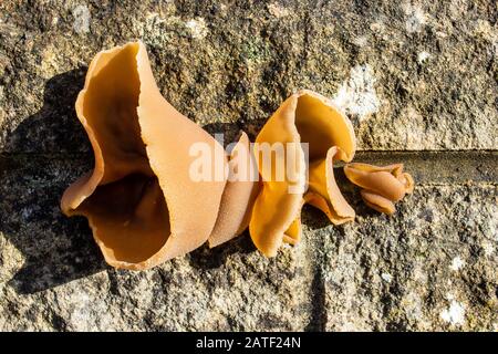 Nahaufnahme eines Anhäufungskeizens ähnlich wie Gelee Ohrenpilze Auricularia auricula-juden, der aus einer Wand wächst Stockfoto