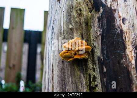 Ein Cluster aus Samtpilzen Flammulina velutipes, der auf dem Stamm eines toten Baumes wächst, von dem die Rinde verschwunden ist Stockfoto
