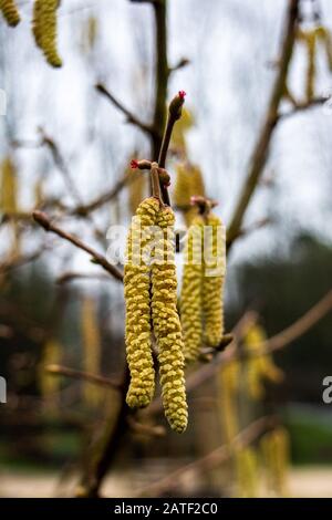 Gelber Hazelbaum Corylus avellana männliche Catkins mit pinkfarbenen weiblichen Blumenarten, die von Knospen sichtbar sind Stockfoto