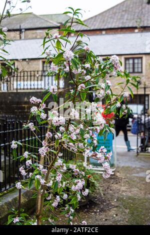 Ein kleiner aufrechter Baum wie der Busch von Daphne bholua 'Jacqueline Postill in einem urbanen Innenstadtbereich an einem tristen Wintertag Stockfoto
