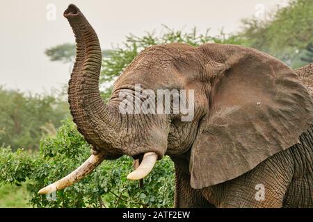 Aggressiver afrikanischer Busch-Elefant Loxodonta africana im Tarangire National Park, Tansania, Afrika Stockfoto
