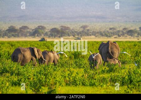 Afrikanische Elefanten, Loxodonta Africana, Rückansicht der Gruppe mit Safarifahrzeugen für Touristen. Weiße Viehhirten fliegen. Amboseli National Park, Kenia Stockfoto