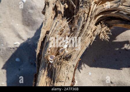 Eine verwaschene Wurzel mit Schalen am Strand Stockfoto