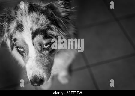 Blick über den australischen Shepherd in Schwarzweiß 3 Stockfoto