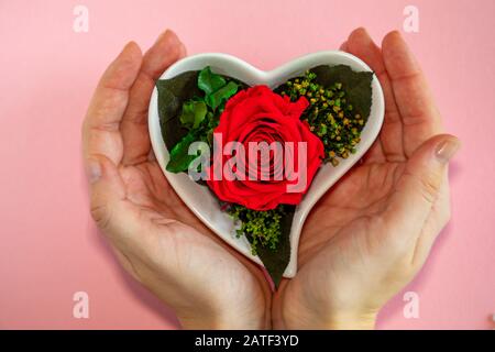 Blumenrote Rose in einem herzförmigen Topf auf einem rosafarbenen Hintergrund, Draufsicht Stockfoto