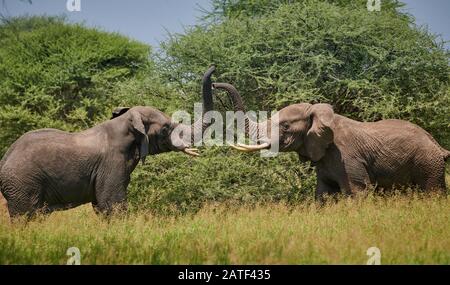 Kampf gegen Elefantenbullen, Afrikanische Busch-Elefanten, Loxodonta africana, im Tarangire National Park, Tansania, Afrika Stockfoto