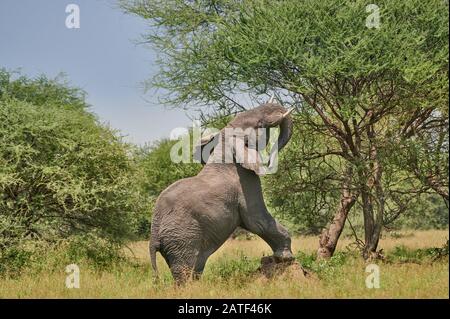 Afrikanischer Busch-Elefant auf Termitenhügel, Loxodonta africana, im Tarangire National Park, Tansania, Afrika Stockfoto