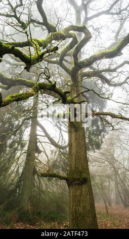 Reife Eiche Bäume in einer Waldlandschaft während der Wintermonate, die ihre Form und Form zeigen Stockfoto